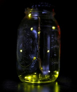 biolum5