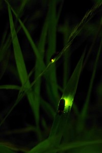 fireflies_takashi_ota_cc